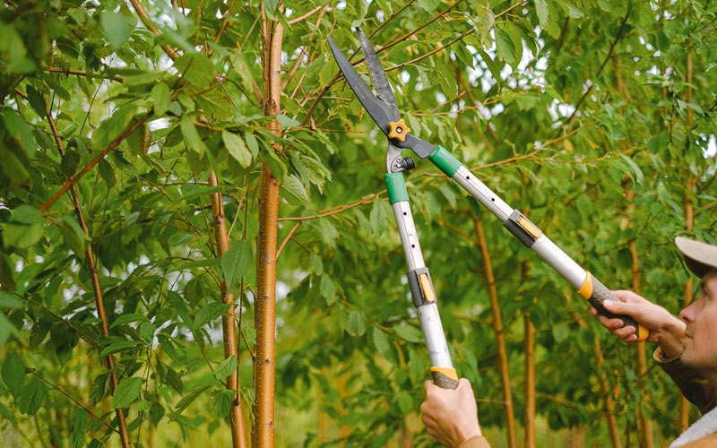 Tree trimming in Twin Lakes, WI